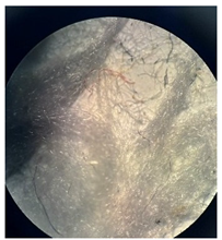 Separations 12 00028 i007