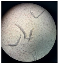 Separations 12 00028 i009