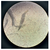 Separations 12 00028 i010