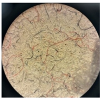 Separations 12 00028 i012