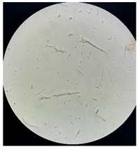 Separations 12 00028 i019