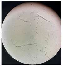 Separations 12 00028 i020