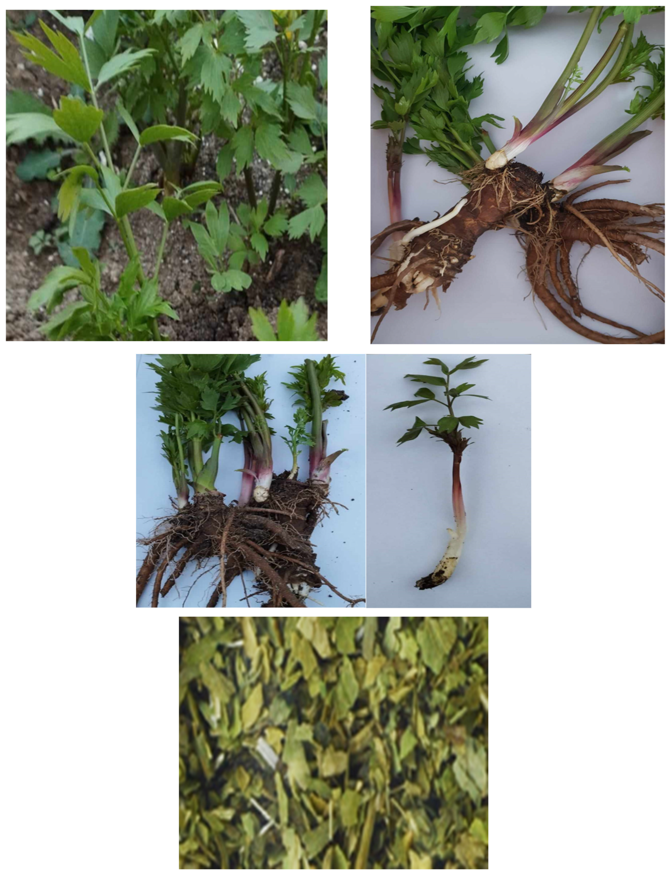 Separations 12 00079 g001