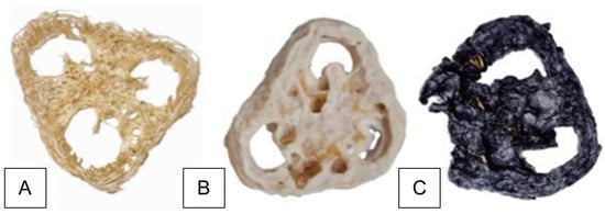 Luffa cylindrica matrix and its functionality in the immobilization system of Trichoderma koningiopsis UFPIT07 for the removal of the dye Direct Black 22. (A) Natural Luffa cylindrica without fungal growth. (B) Luffa cylindrica after the immobilization process. (C) Luffa cylindrica after exposure to DB22 dye (250 mg·L−1).
