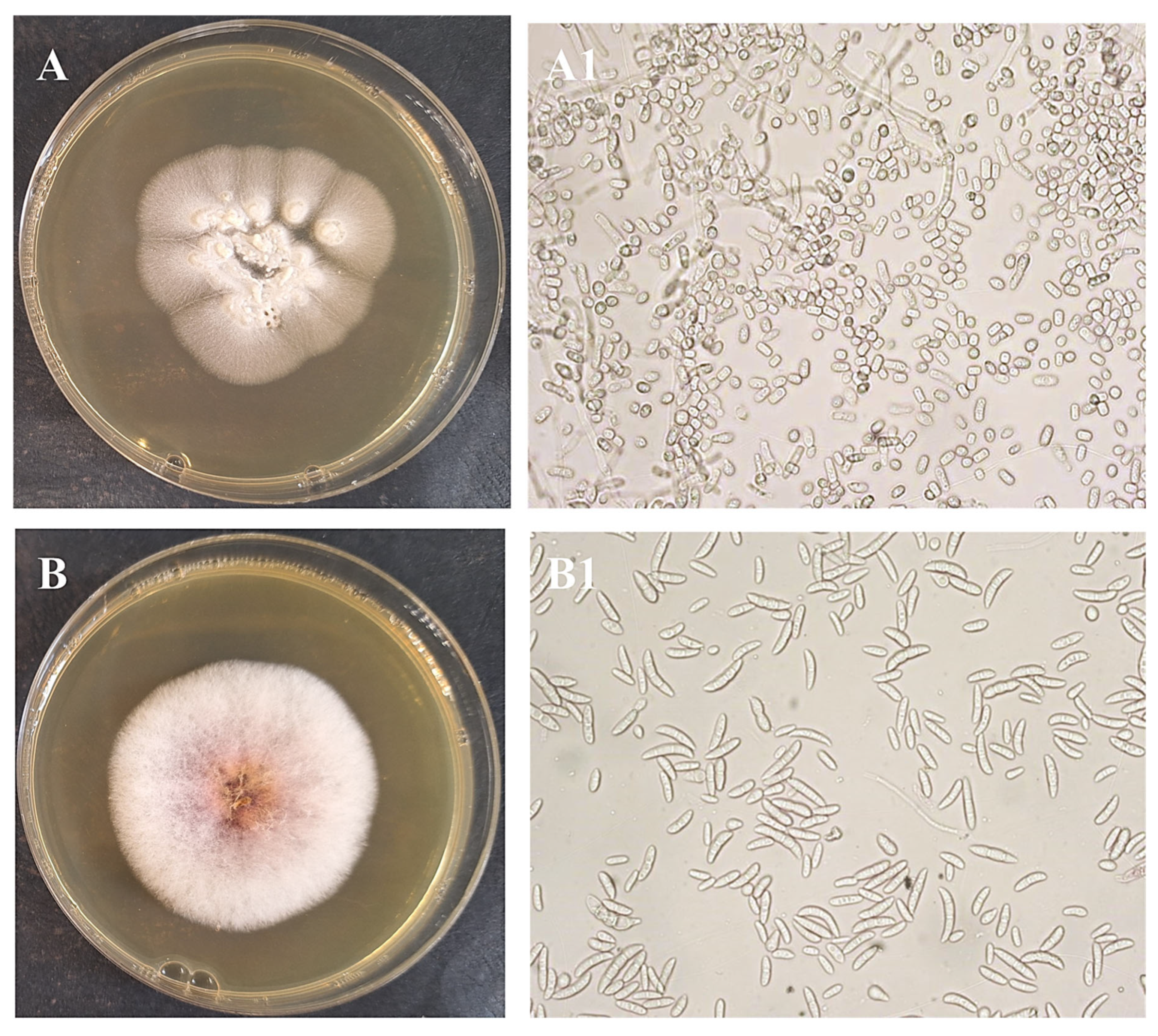 Separations 13 00003 g004 Separations 13 00003 g004