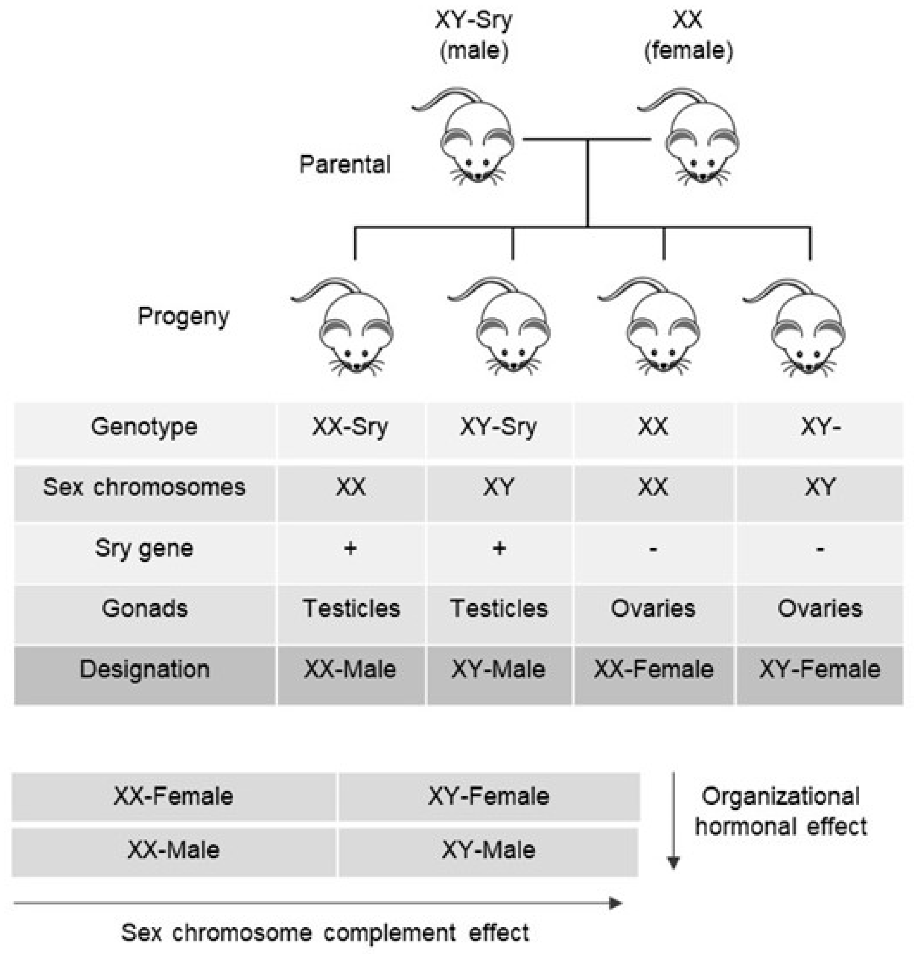 Sexes 04 00035 g001