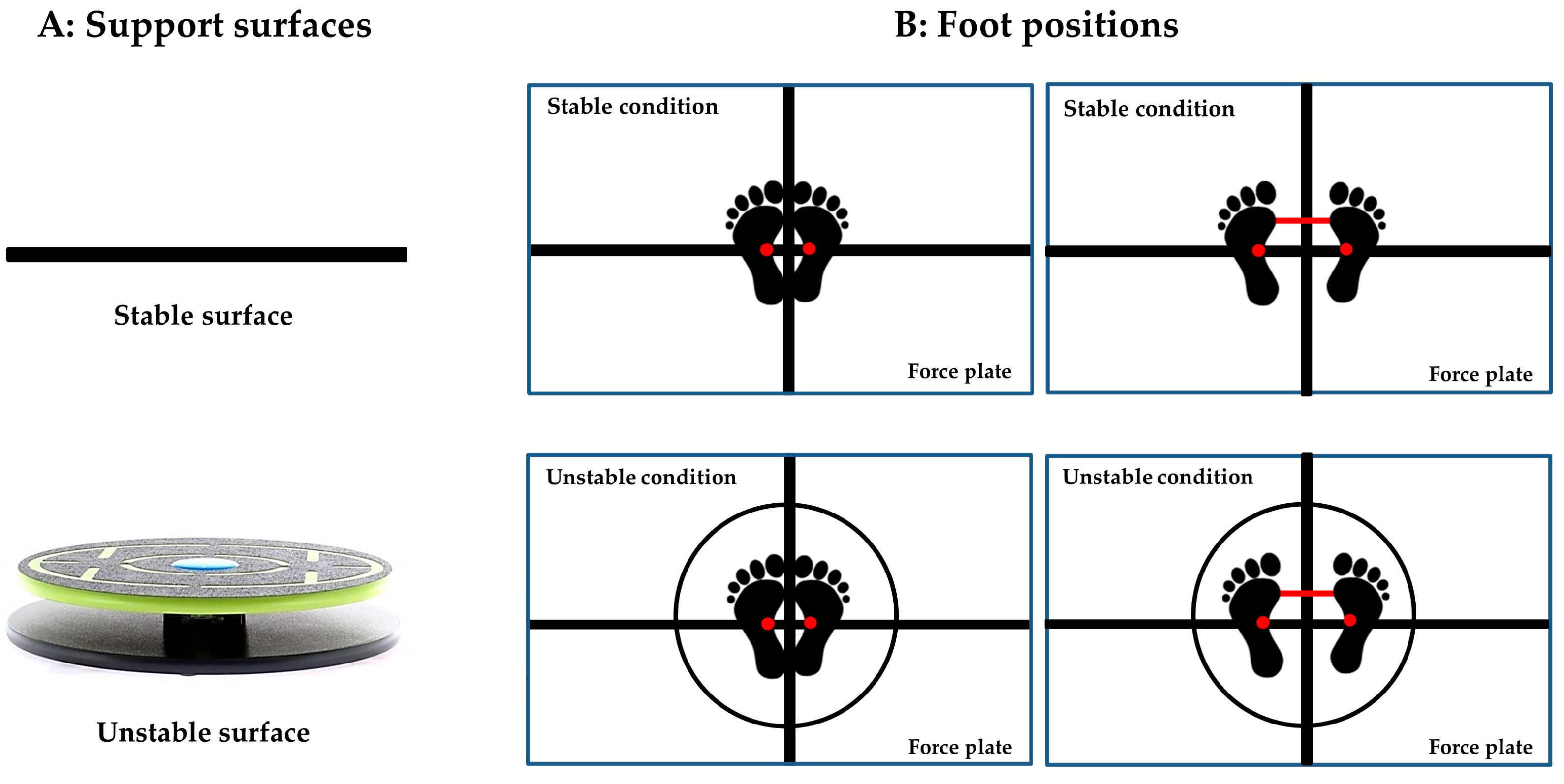 Neuromuscular Control in Postural Stability: Insights into Myoelectric ...