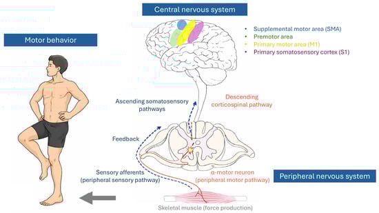 Schematic representation of voluntary motor control and sensorimotor integration. Distinct cortical regions involved in movement intention, planning, motor command generation, and sensory integration are color-coded. Descending motor commands travel via the corticospinal pathway to spinal α-motor neurons, whose axons innervate skeletal muscle to produce force. Sensory feedback (blue dashed arrows) from peripheral receptors ascends via somatosensory pathways to the spinal cord and supraspinal centers, forming a closed-loop system that continuously modulates movement regulation and postural control. The star symbol within the spinal cord denotes spinal-level sensorimotor integration and modulation mediated by interneuronal circuits.