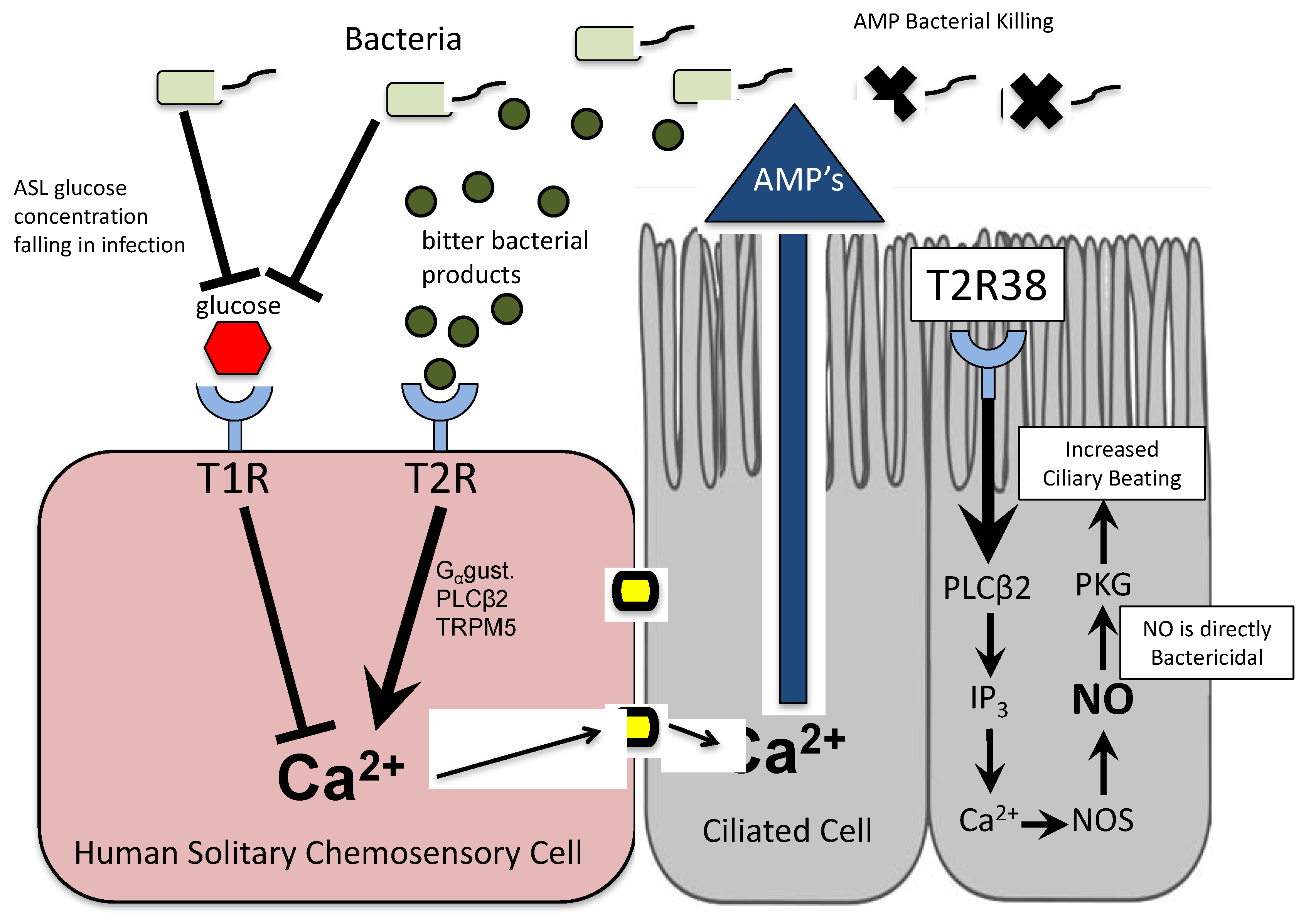 Sinusitis 03 00006 g001