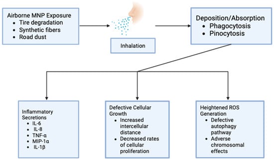 Nasal microplastic exposure and reviewed hazardous effects (Created In Biorender, M. Kahan, 2005).