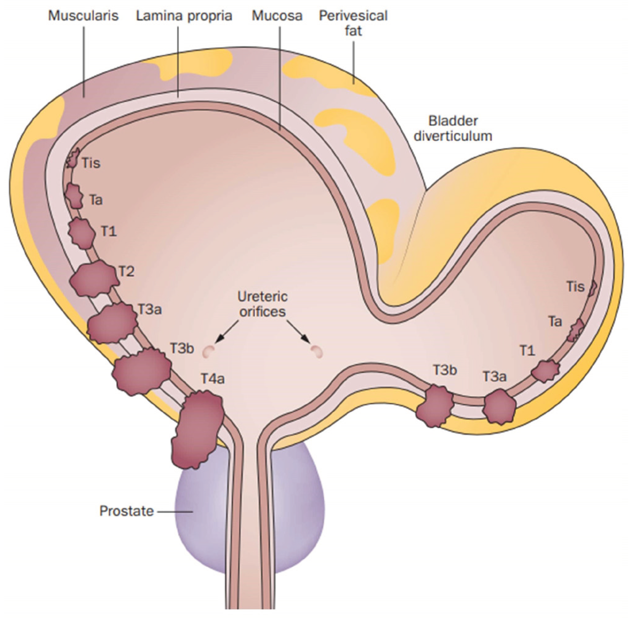 Siuj 03 00303 g004 Siuj 03 00303 g004