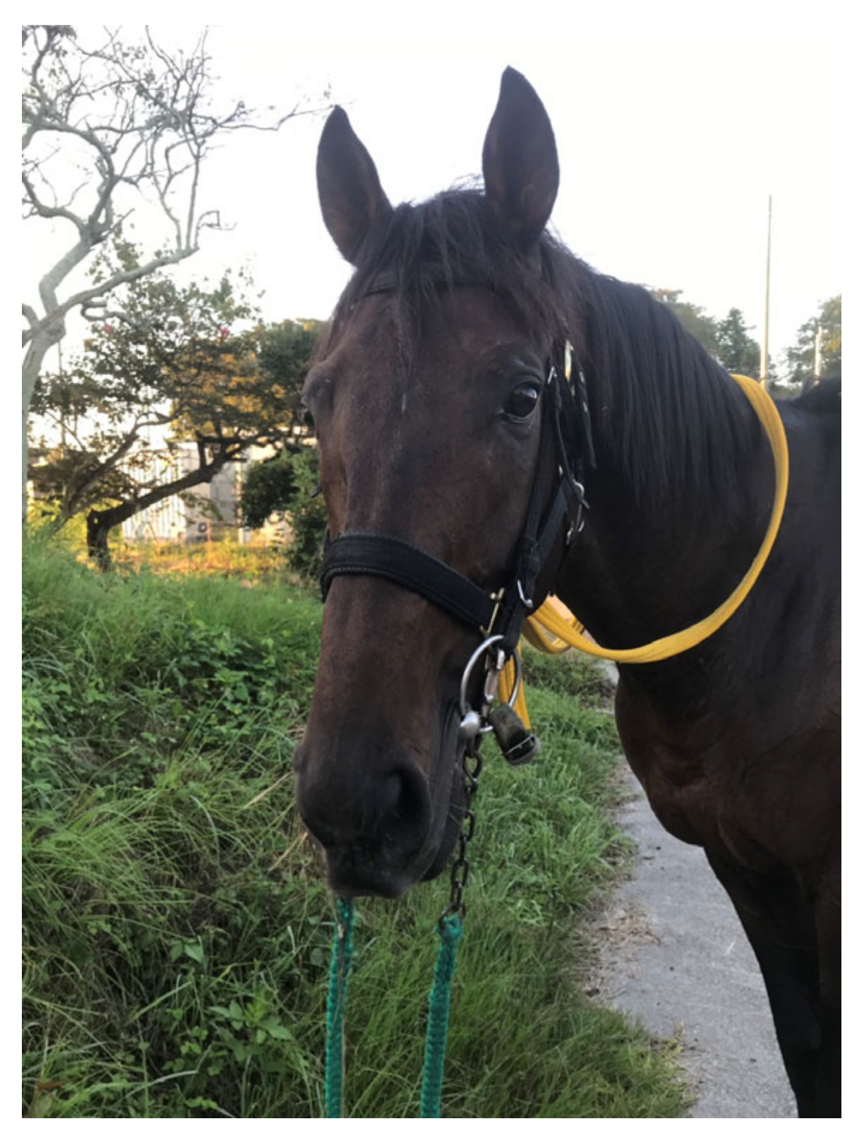 Socsci 13 00302 g010