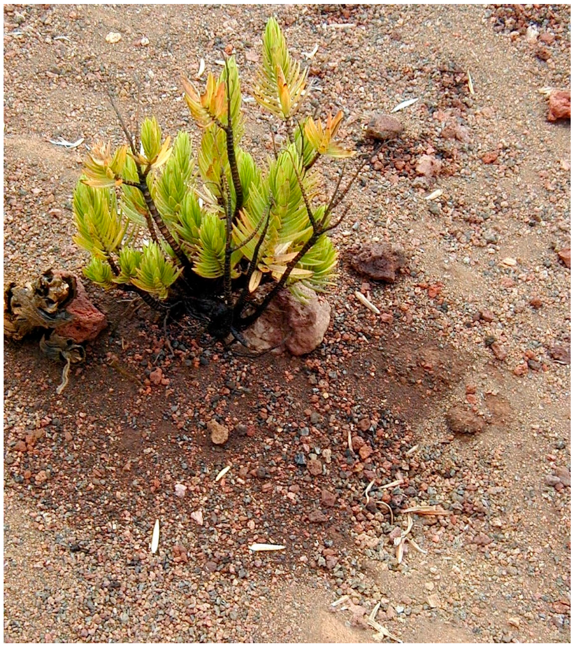 Soilsystems 03 00031 g010