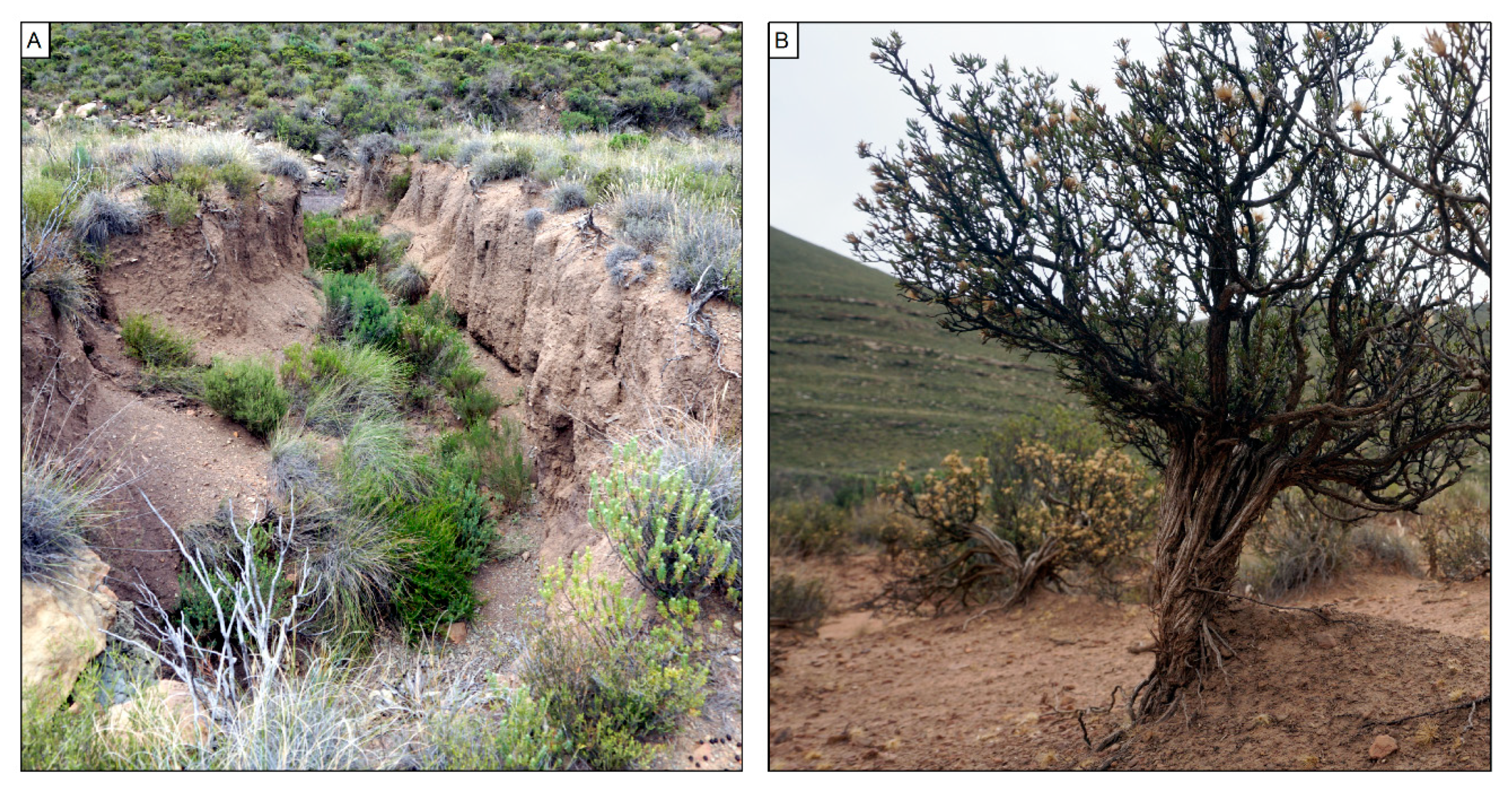 Soilsystems 03 00033 g009