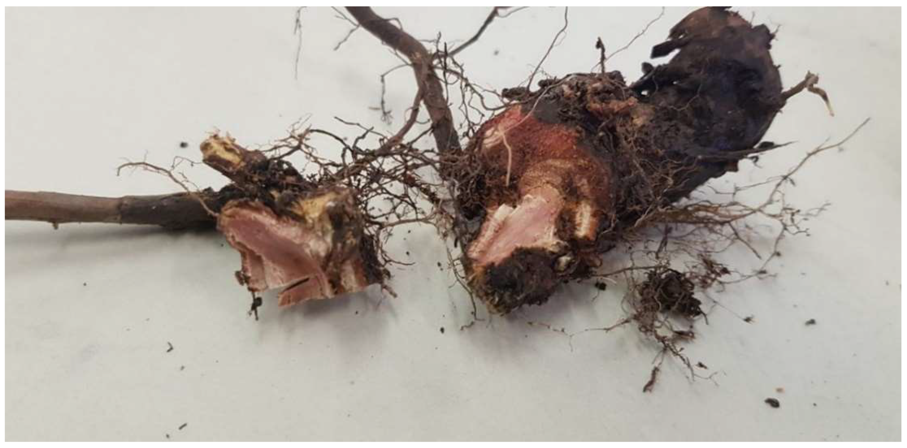 Soilsystems 06 00096 g001 Soilsystems 06 00096 g001