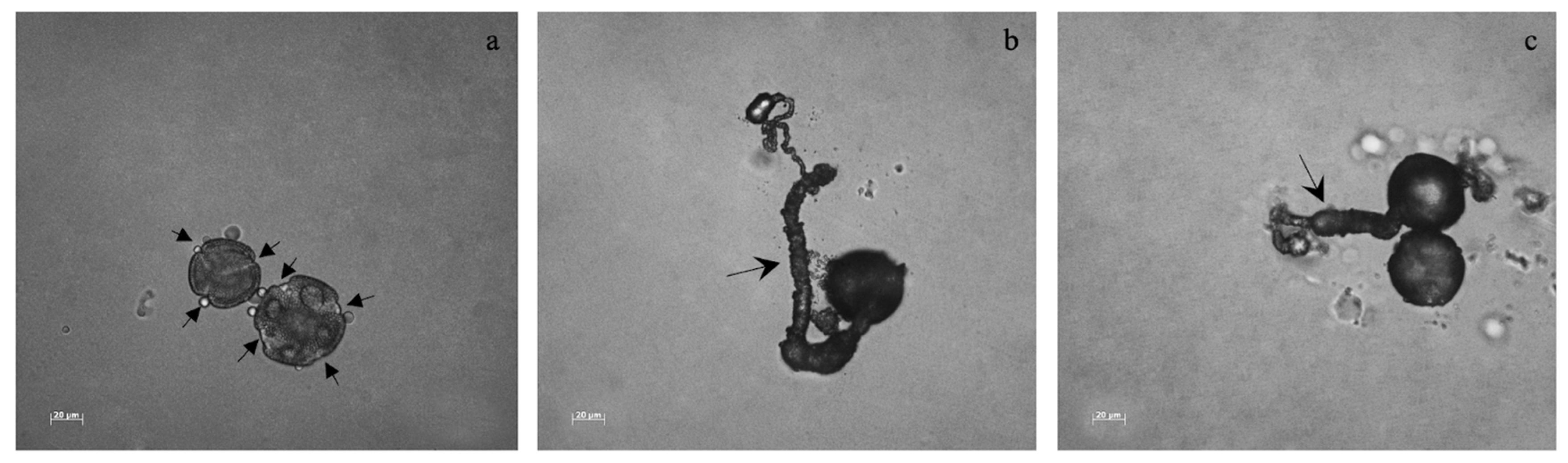 Soilsystems 07 00074 g004