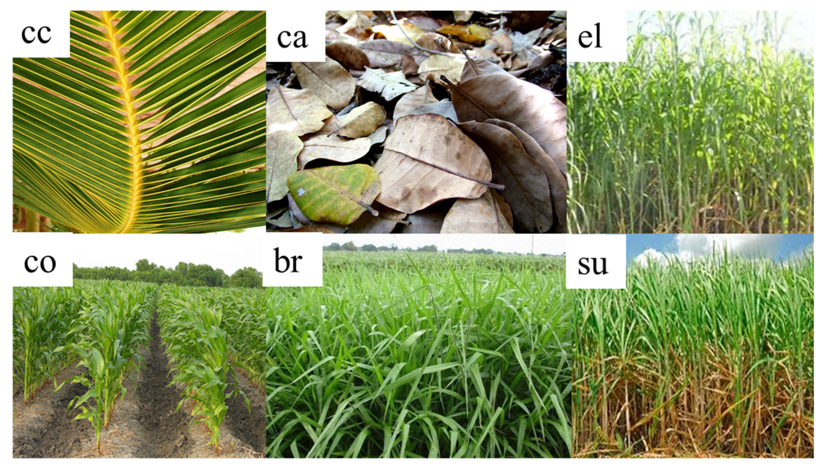 Soilsystems 09 00004 g001