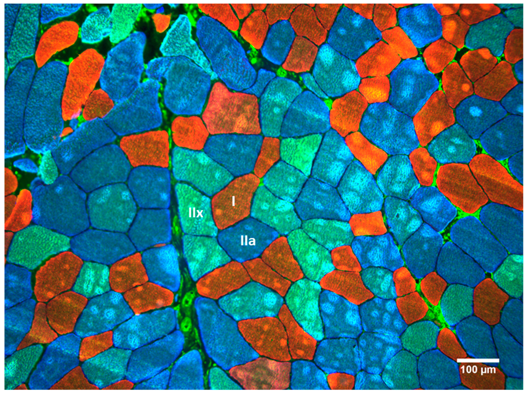 Sports 07 00169 g001