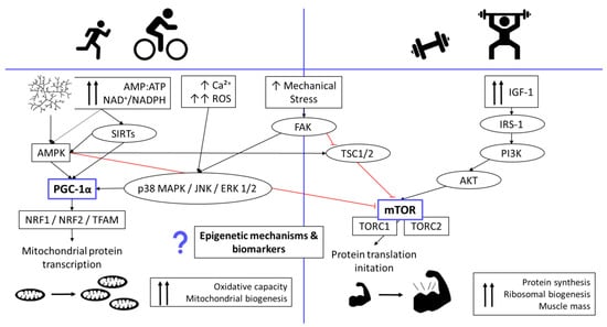 Sports 10 00073 g001 550