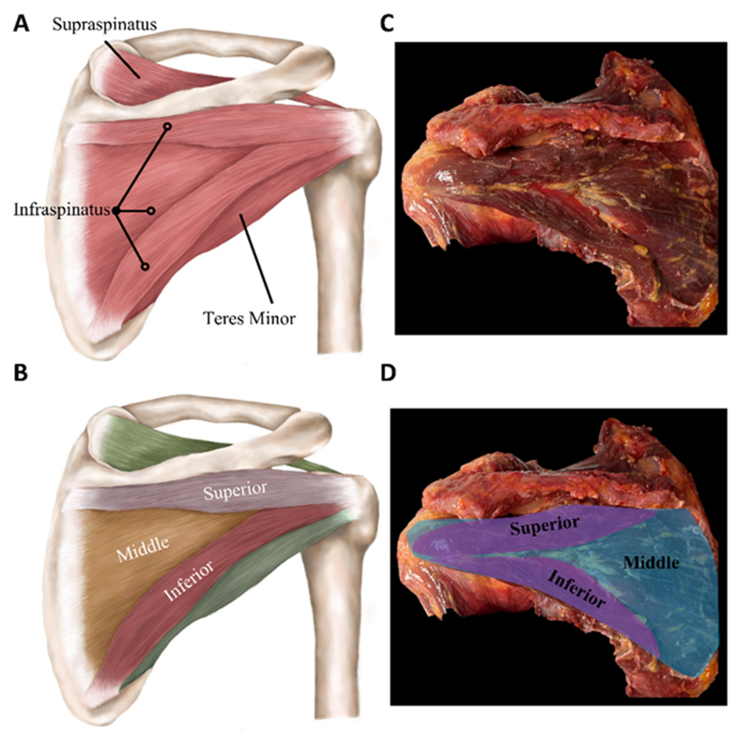 Sports 12 00349 g002