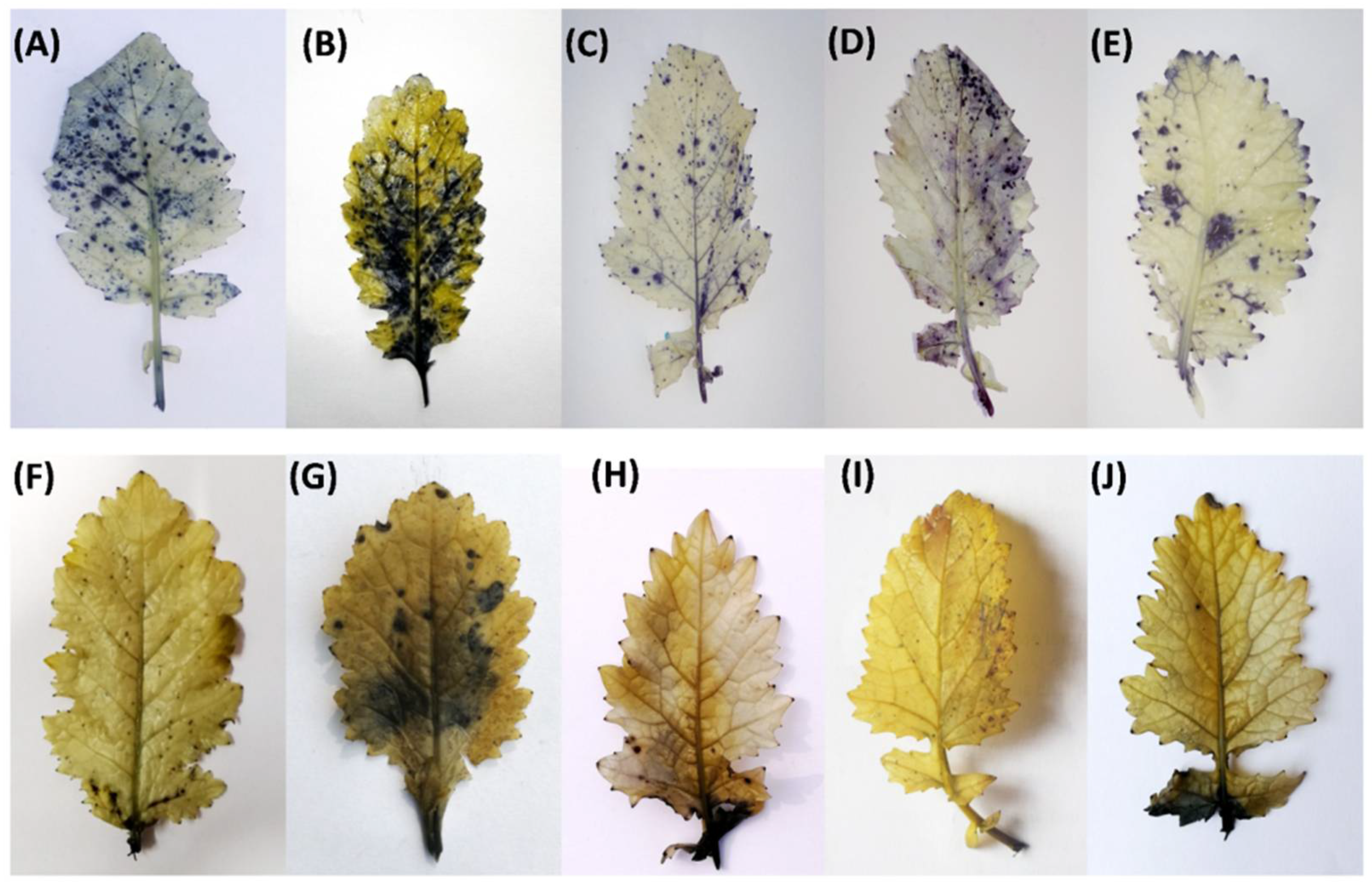 Stresses 01 00013 g002