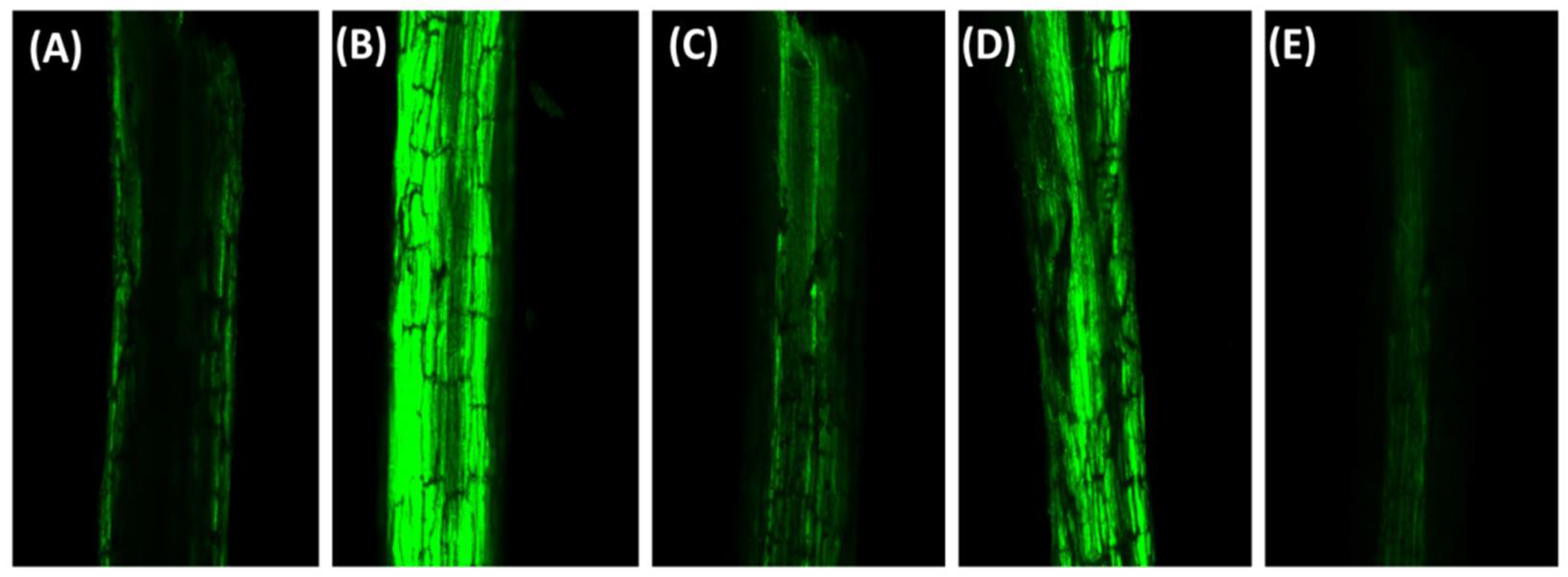 Stresses 01 00013 g003