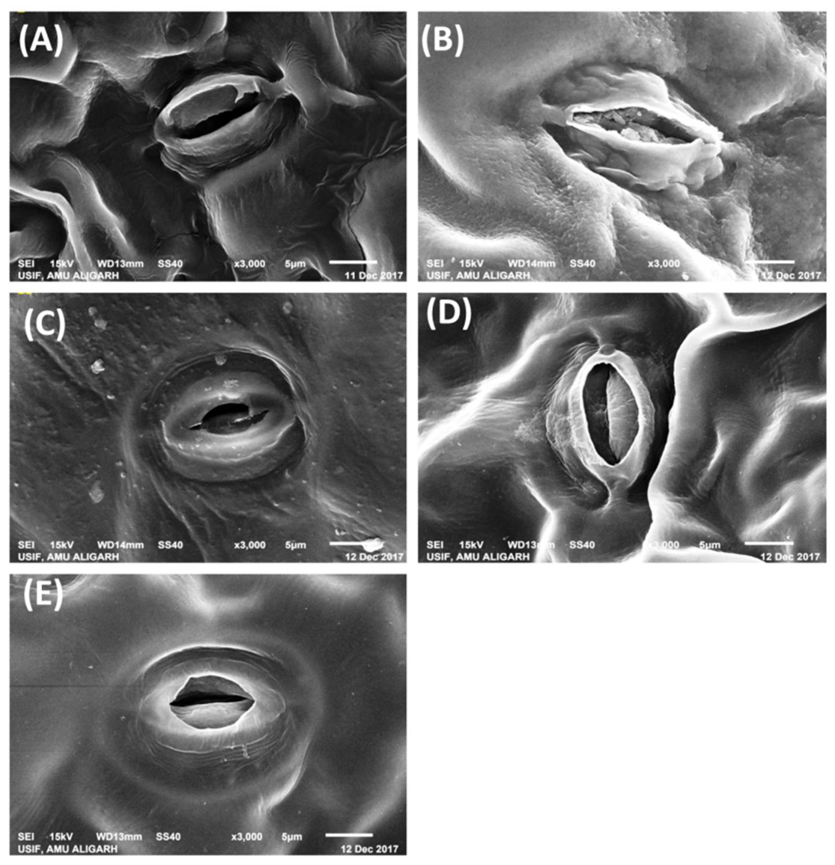 Stresses 01 00013 g004