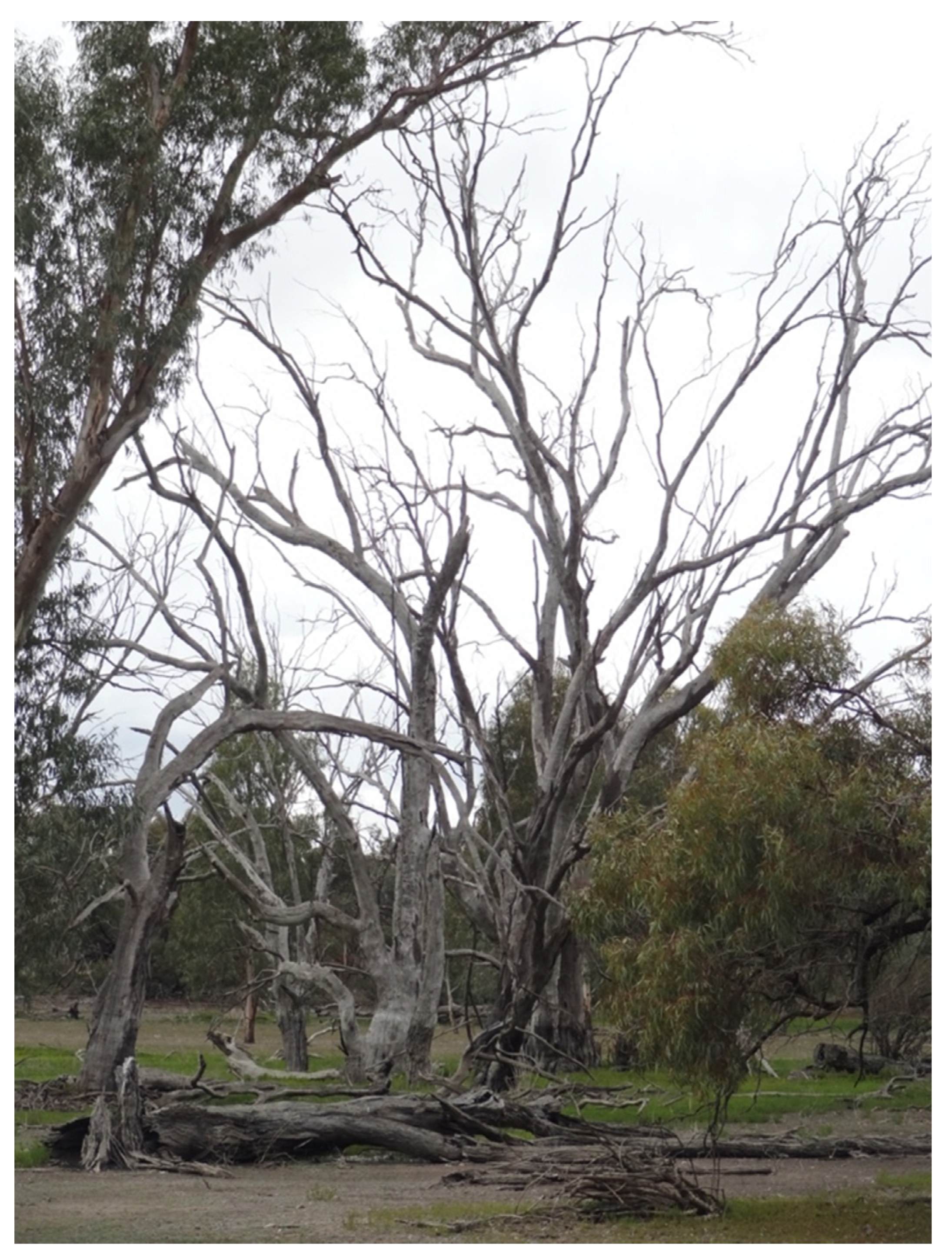 Stresses 02 00007 g007