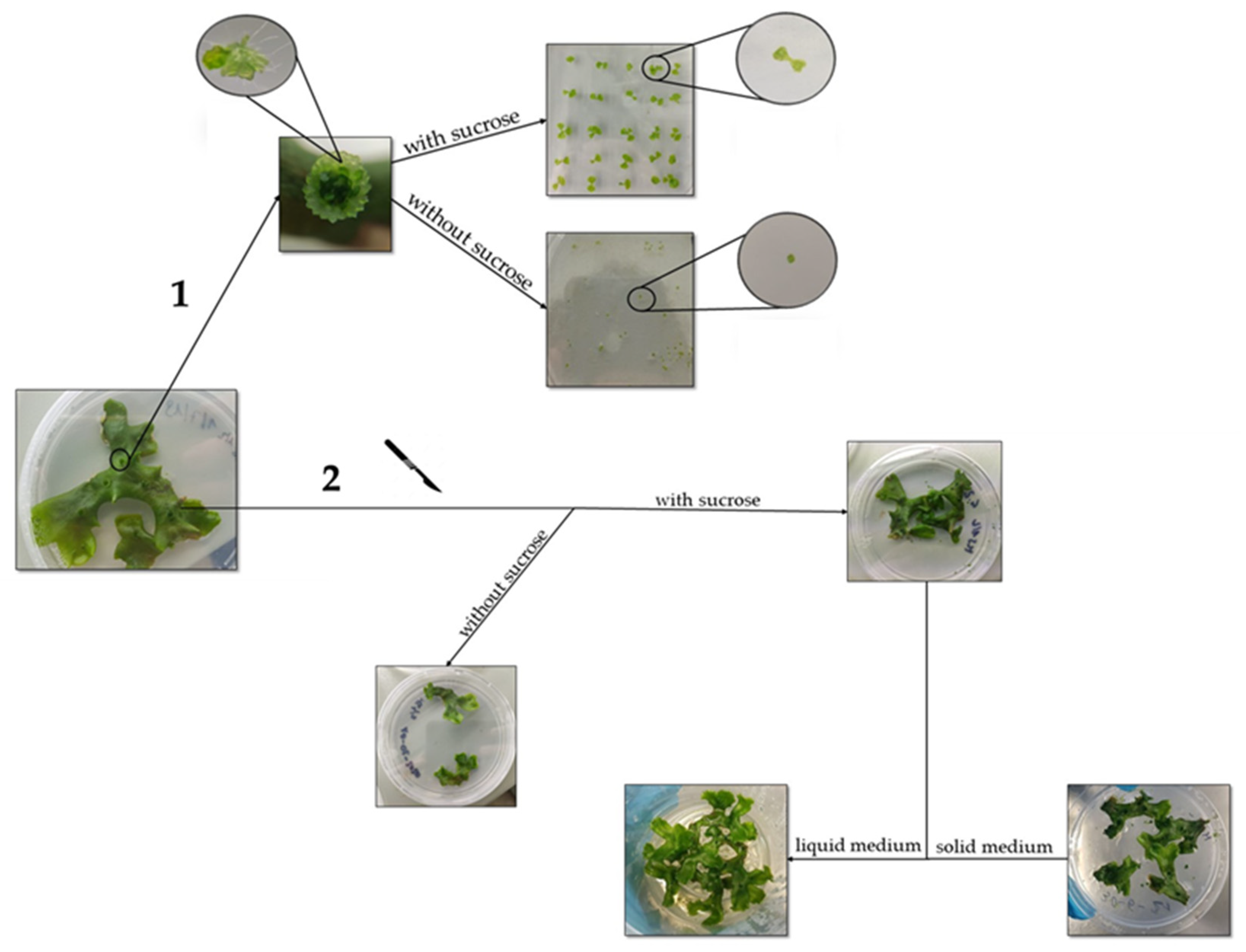 Stresses 02 00010 g001