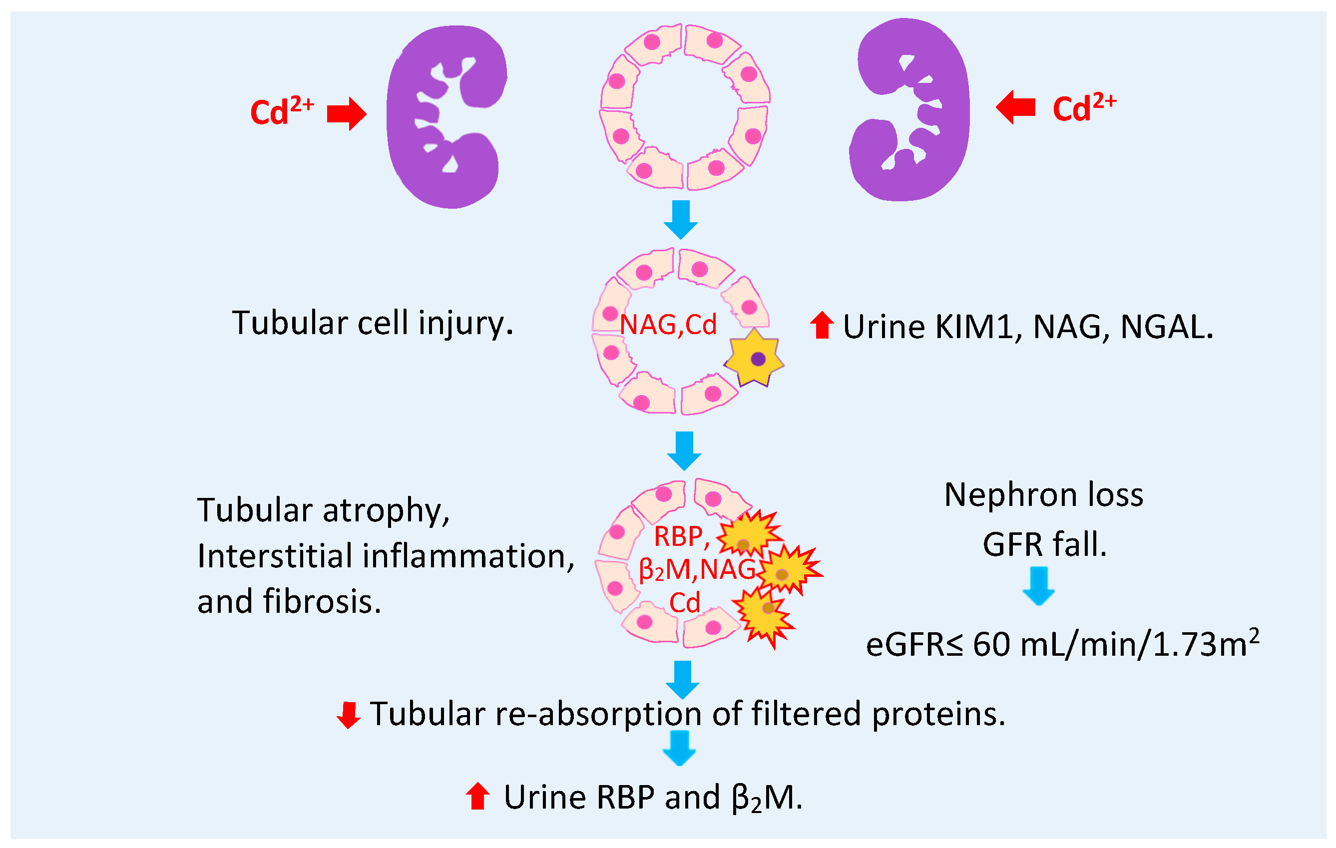Stresses 02 00025 g002