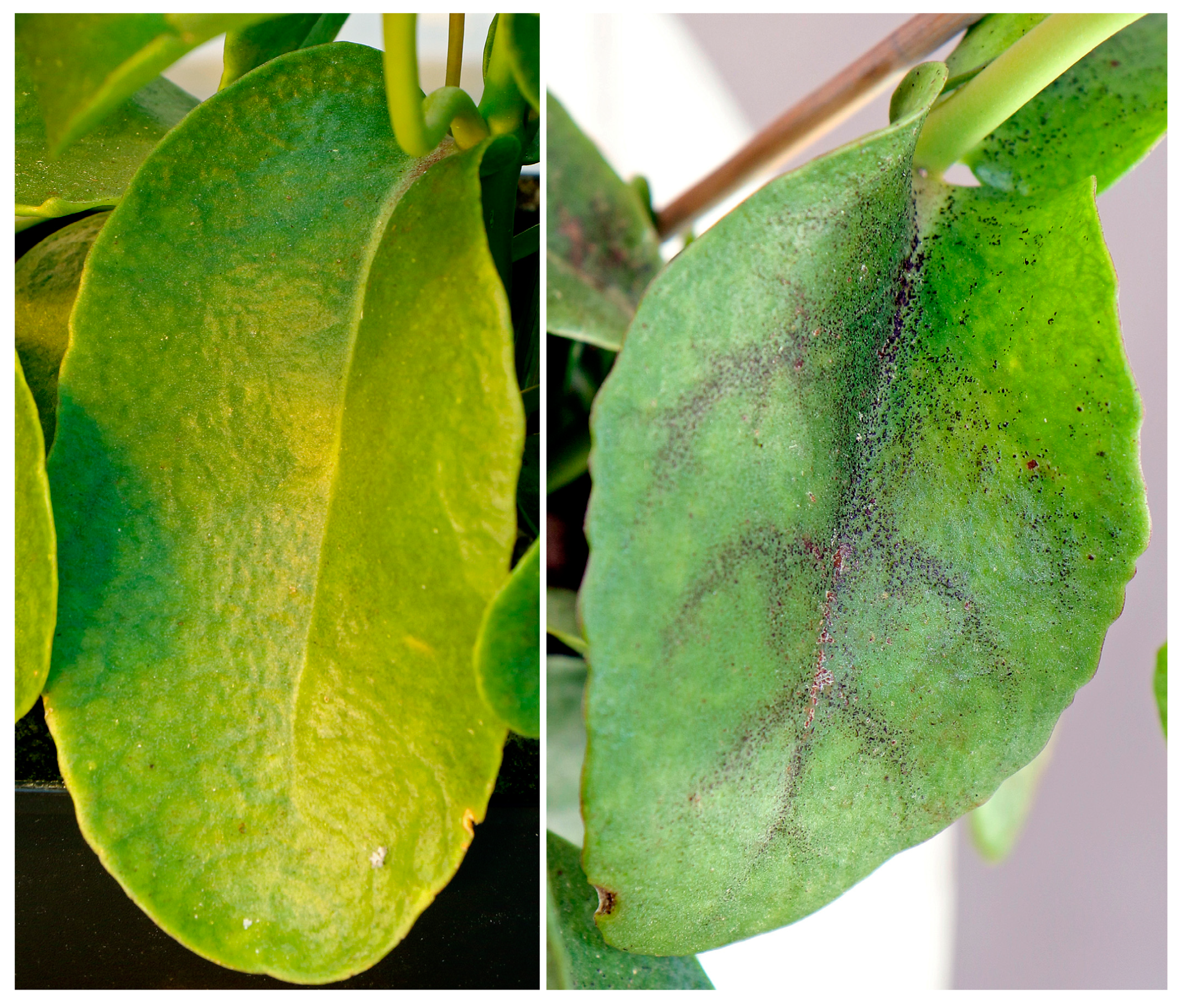 Stresses 02 00031 g007