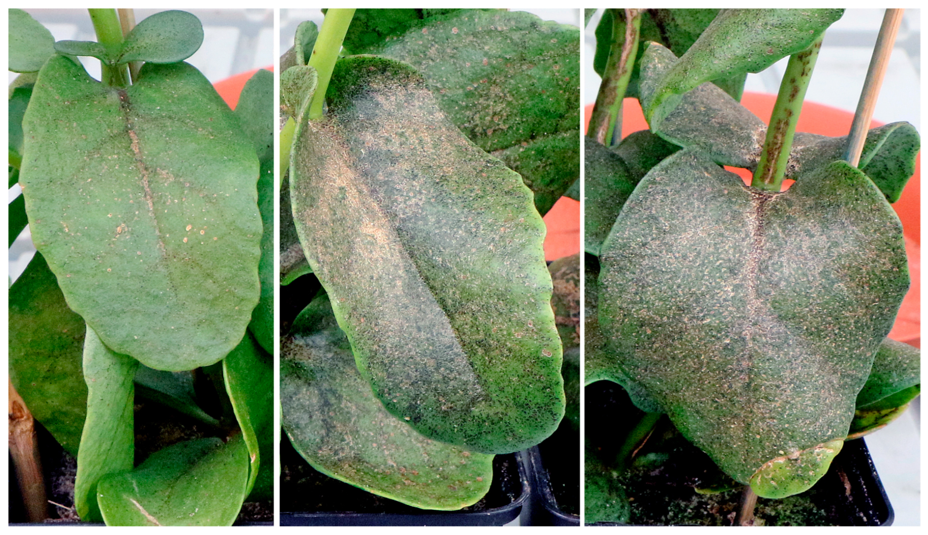 Stresses 02 00031 g008