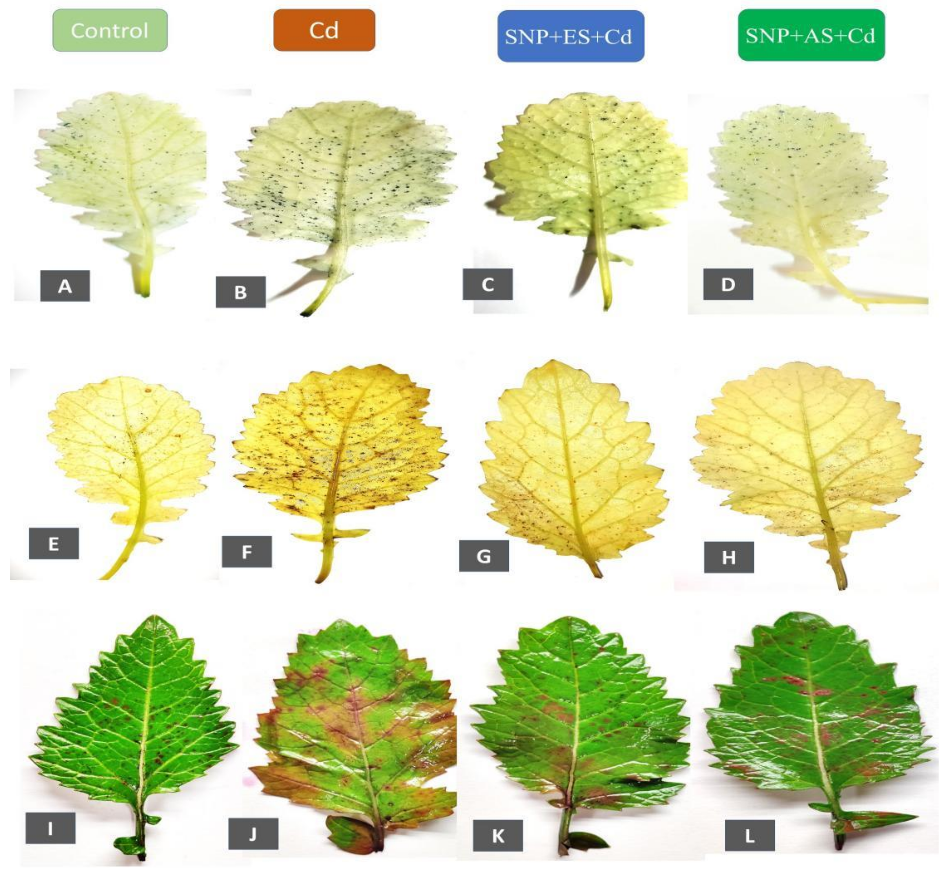 Stresses 02 00037 g003