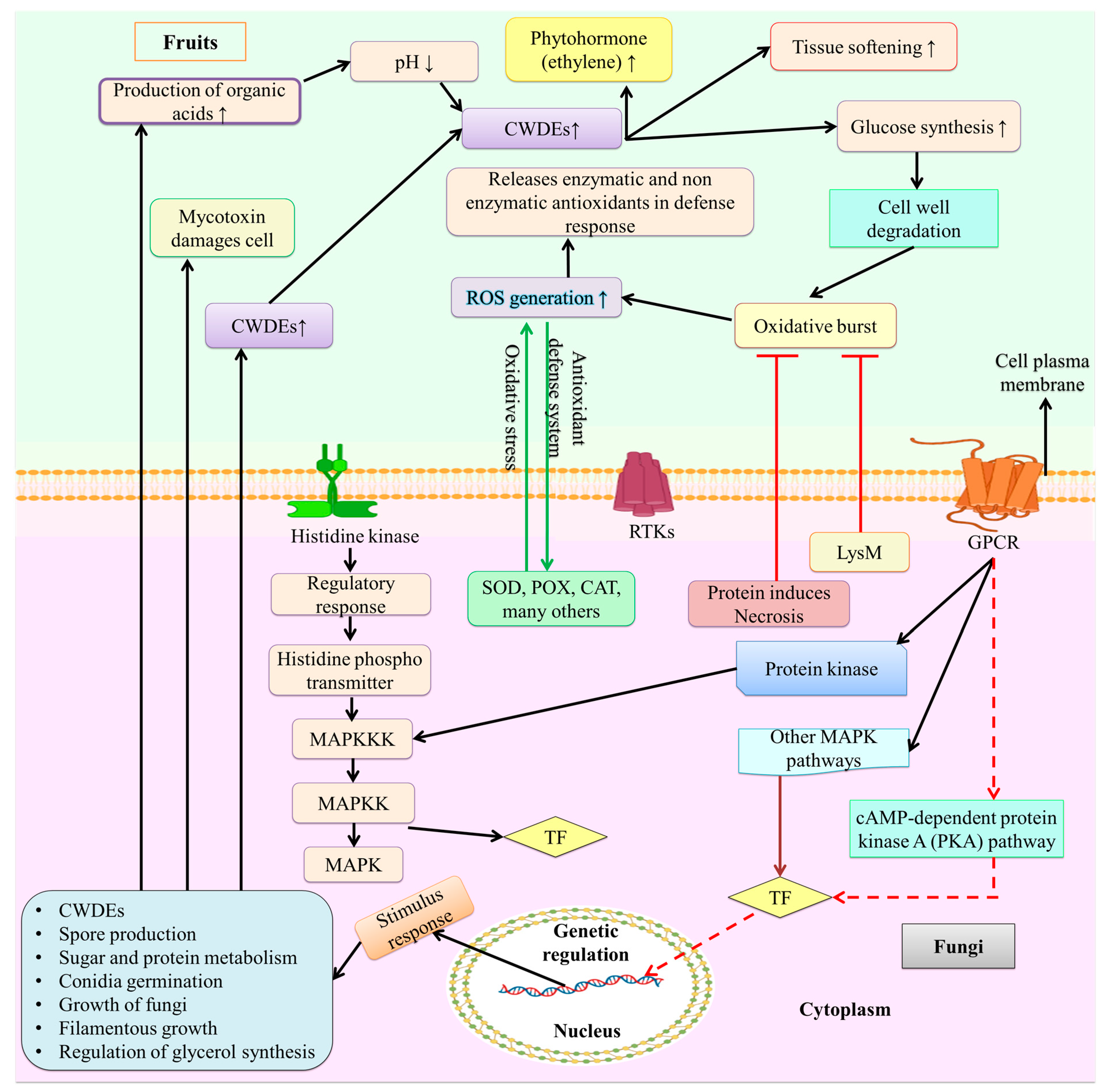 Stresses 03 00018 g002