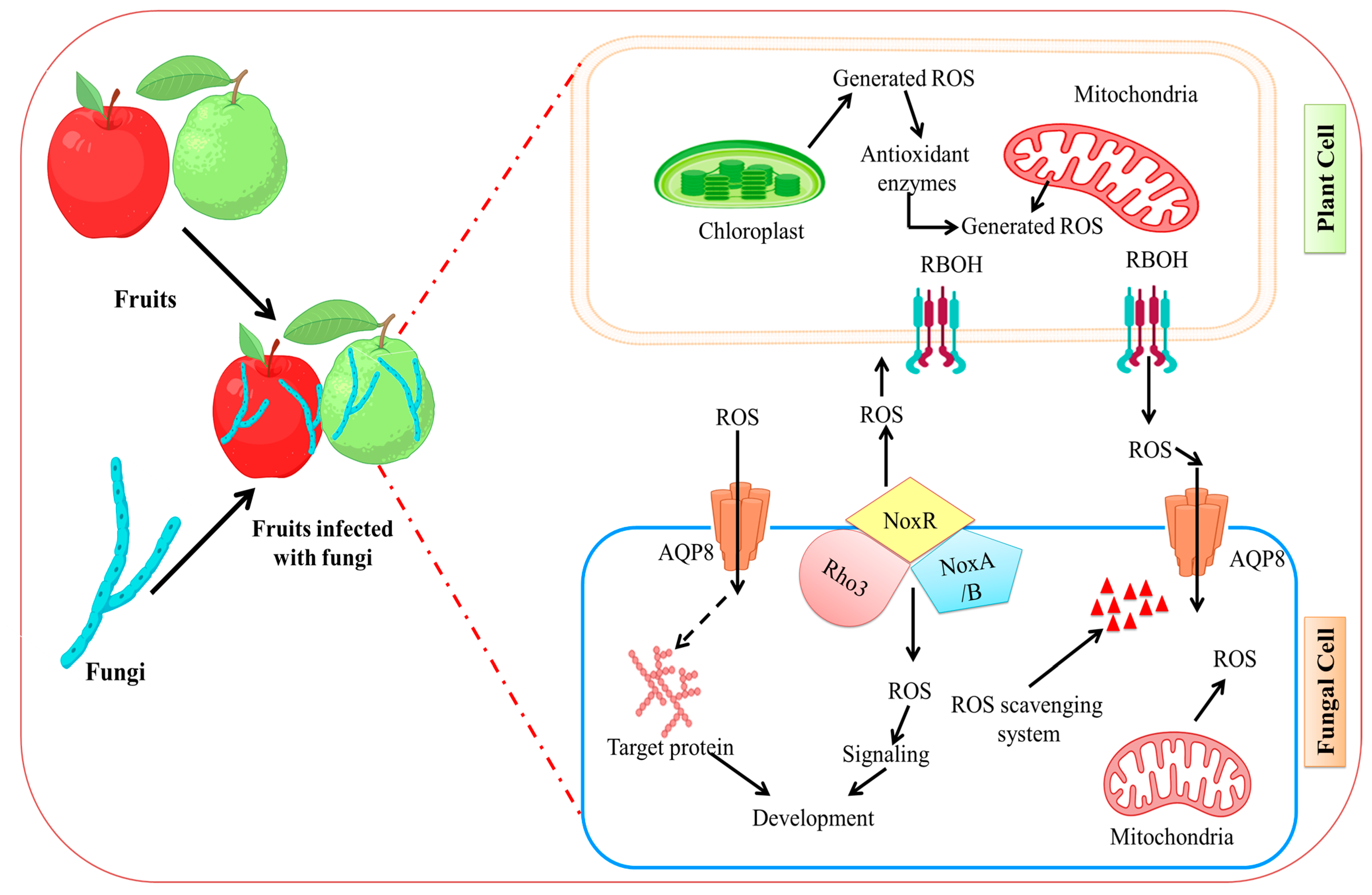 Stresses 03 00018 g003