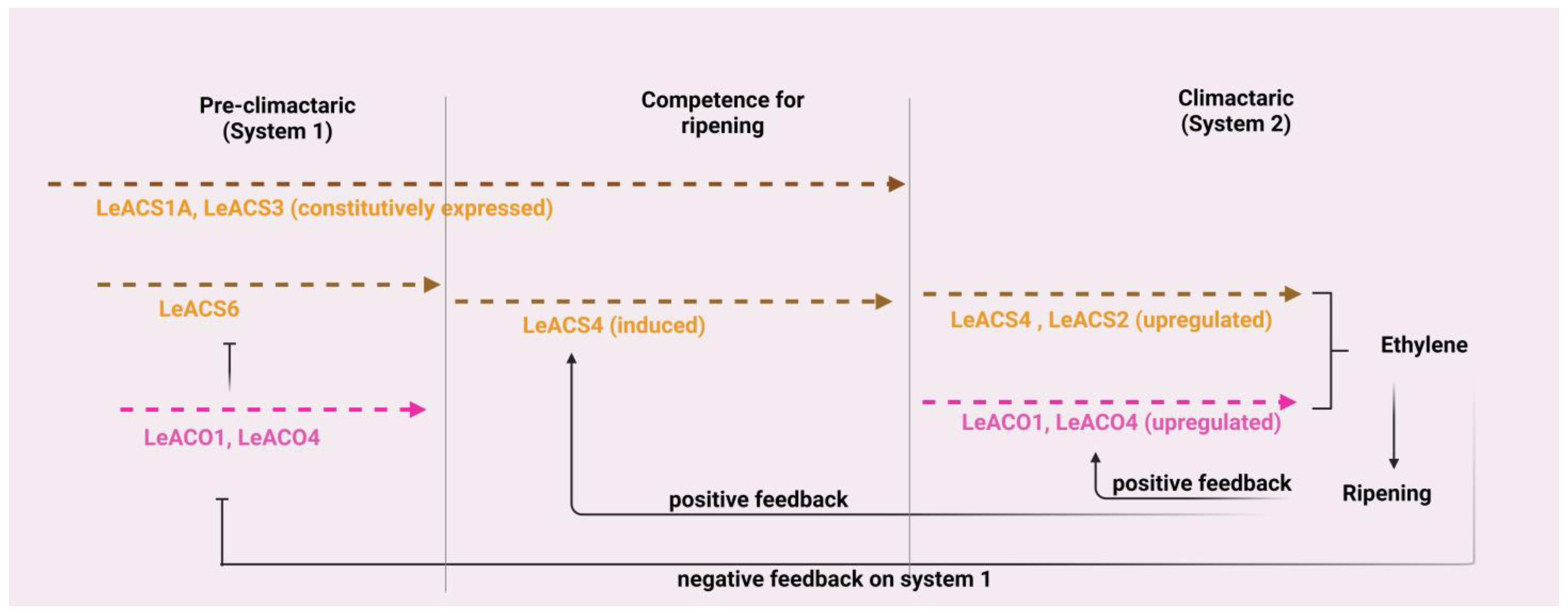 Stresses 04 00003 g005