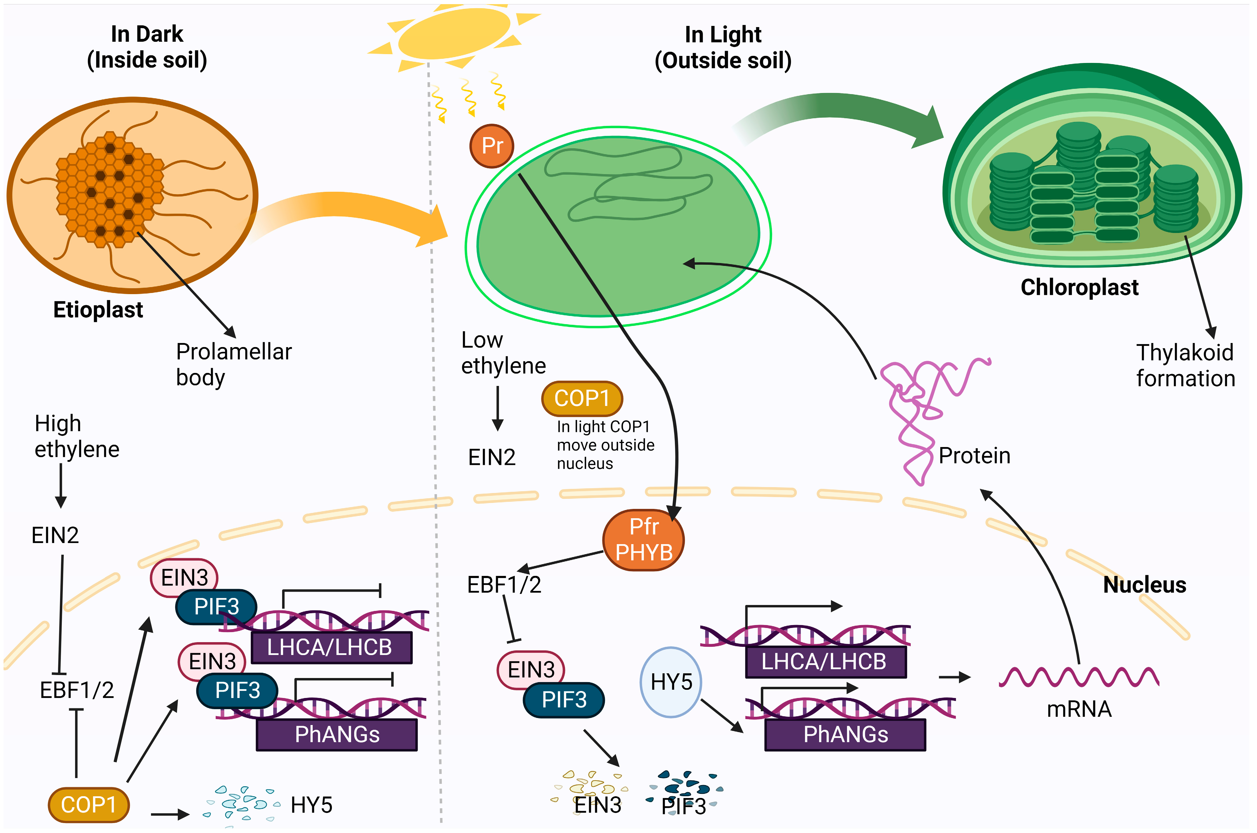 Stresses 04 00003 g006