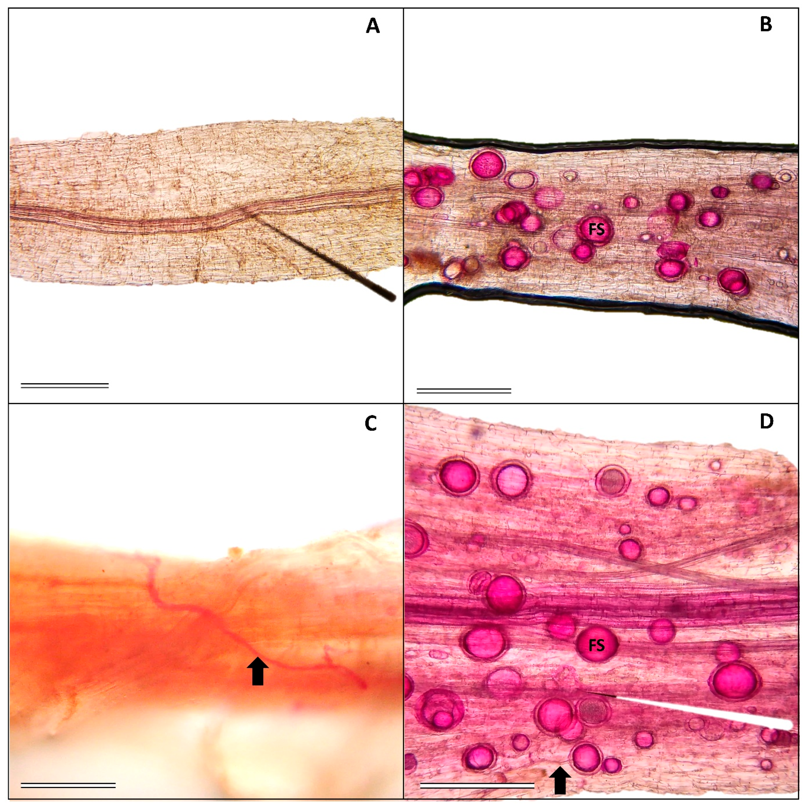 Stresses 04 00026 g001