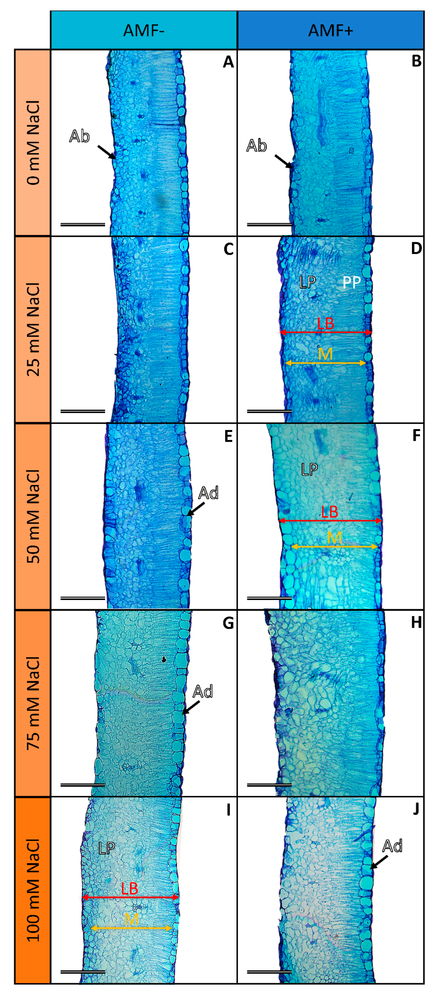 Stresses 04 00026 g004