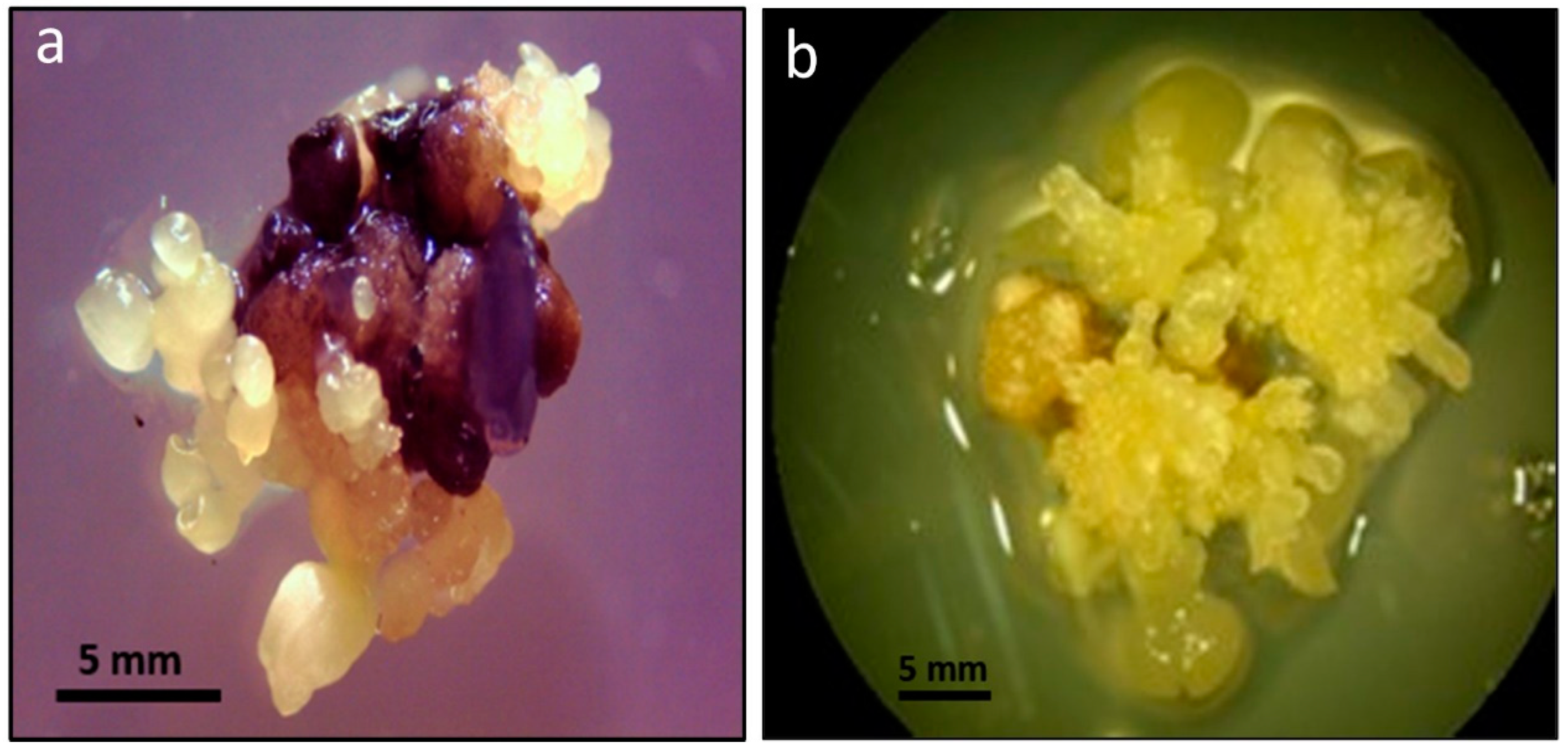 Stresses 04 00035 g001