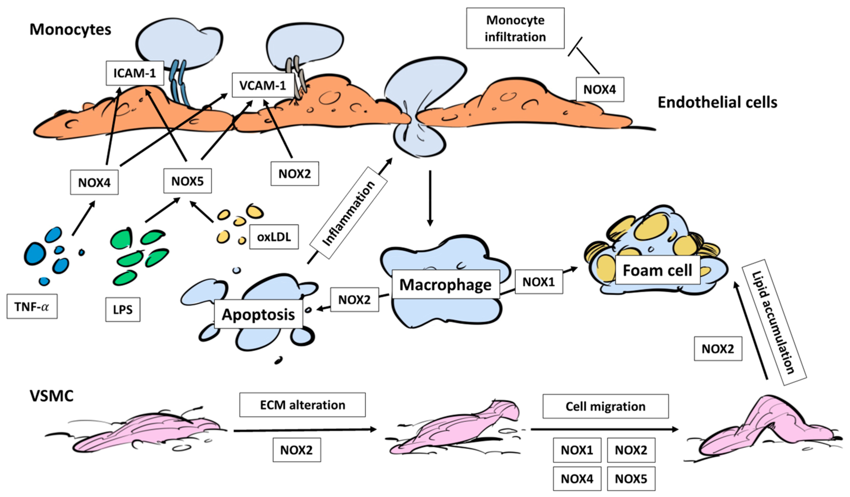 Stresses 04 00036 g003