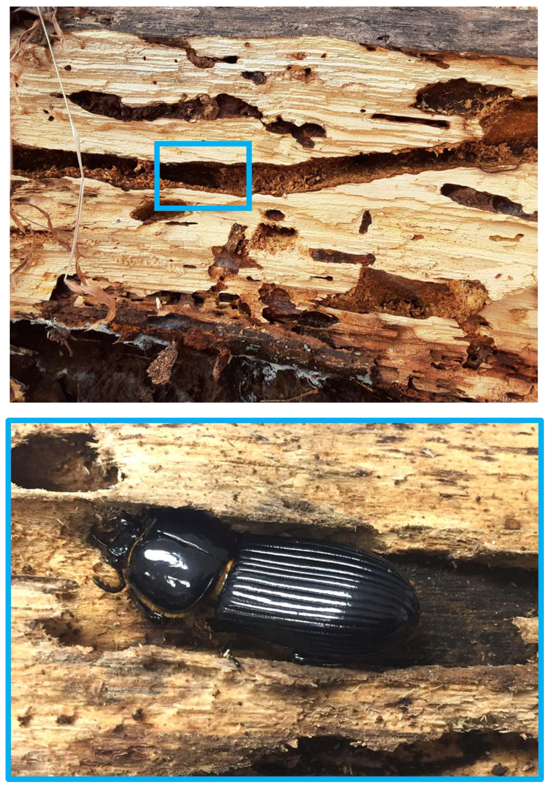 Stresses 05 00011 g001