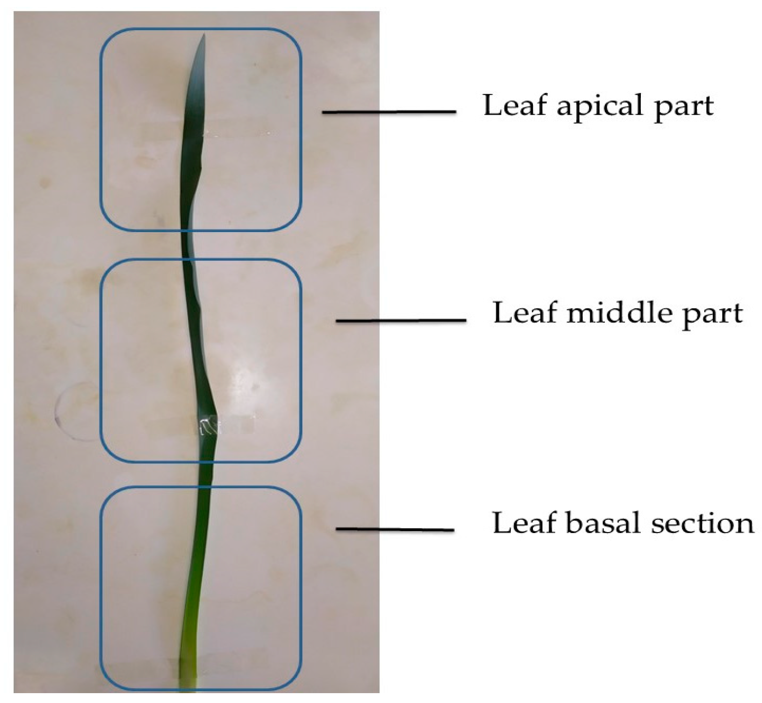 Stresses 05 00014 g006