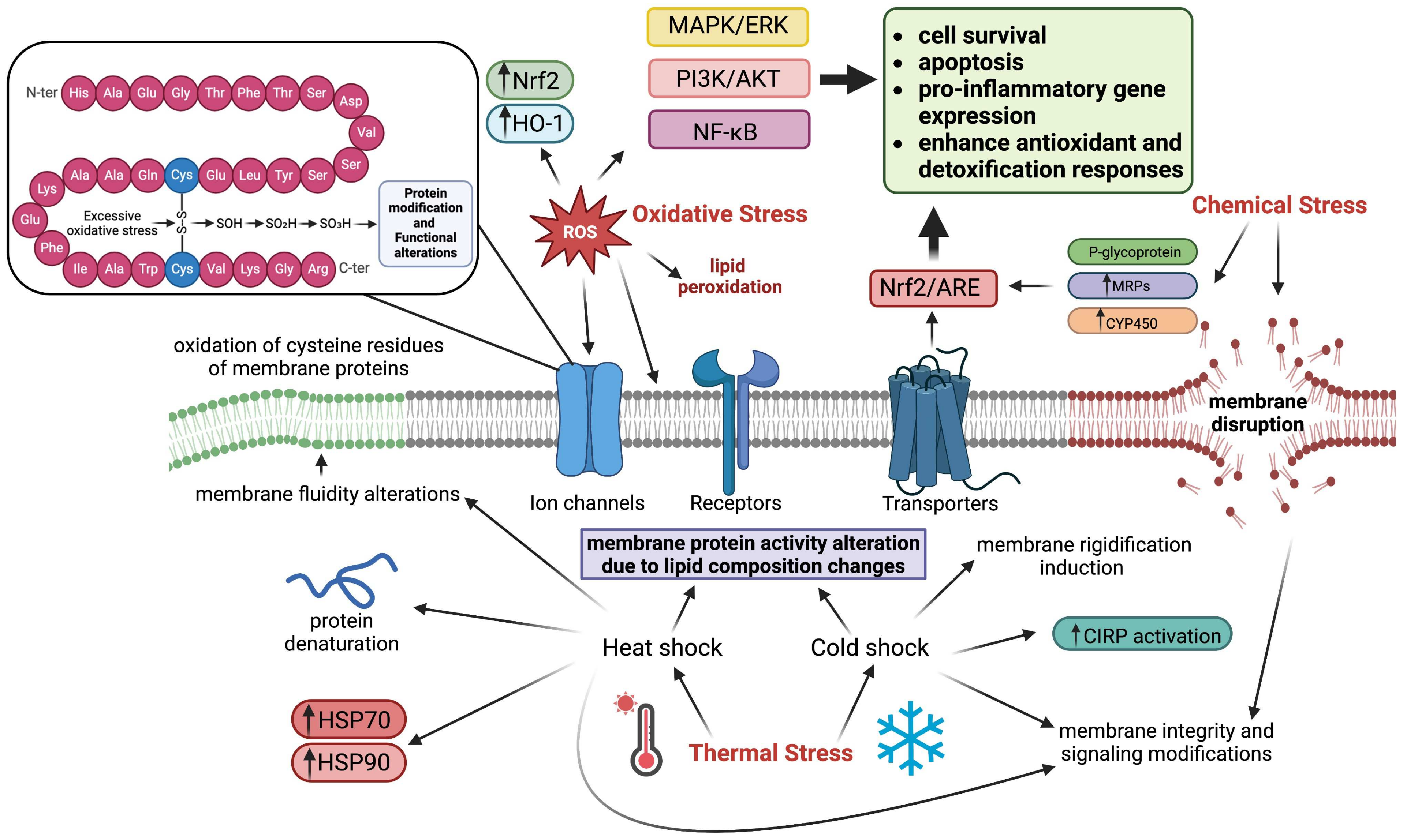 Stresses 05 00026 g001
