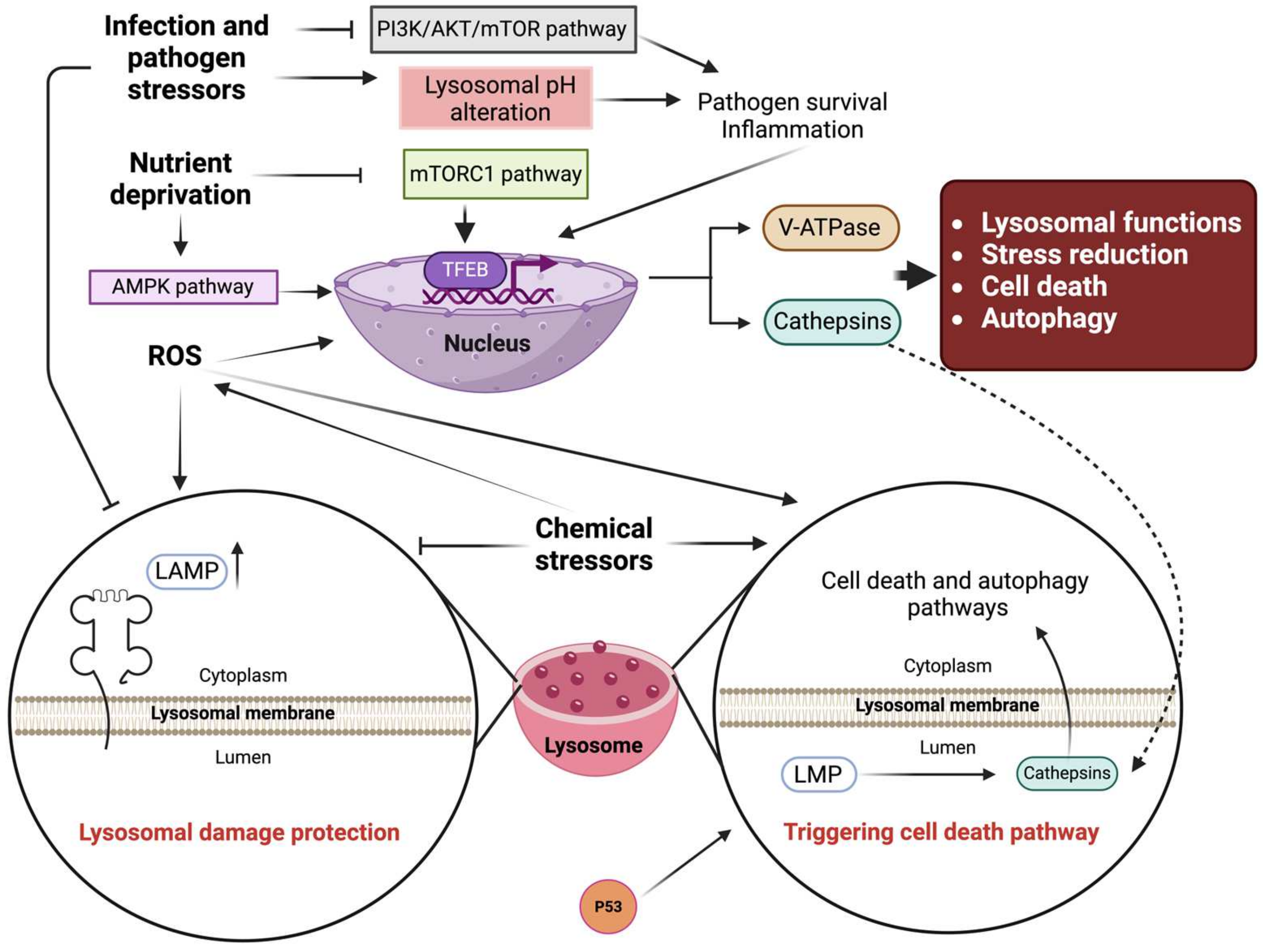 Stresses 05 00026 g006