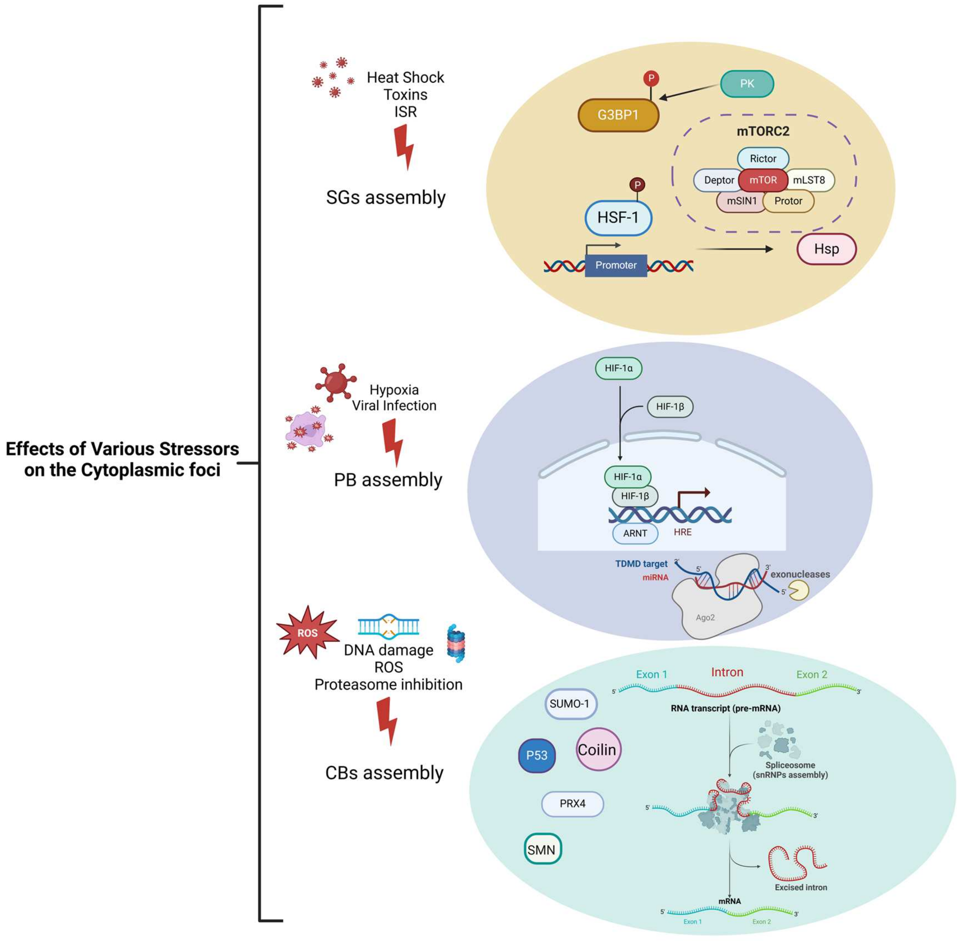 Stresses 05 00026 g008