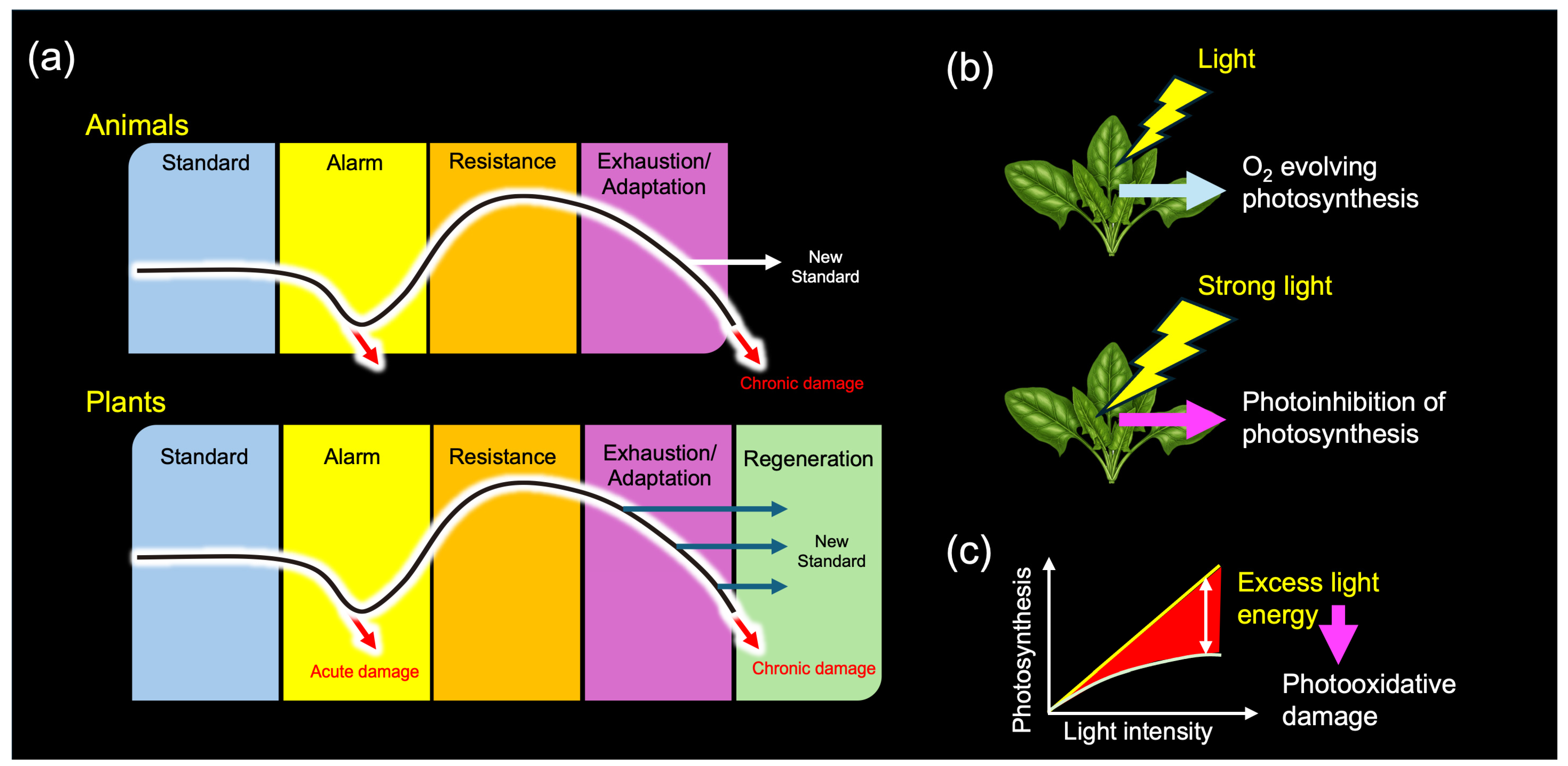 Stresses 05 00037 g006