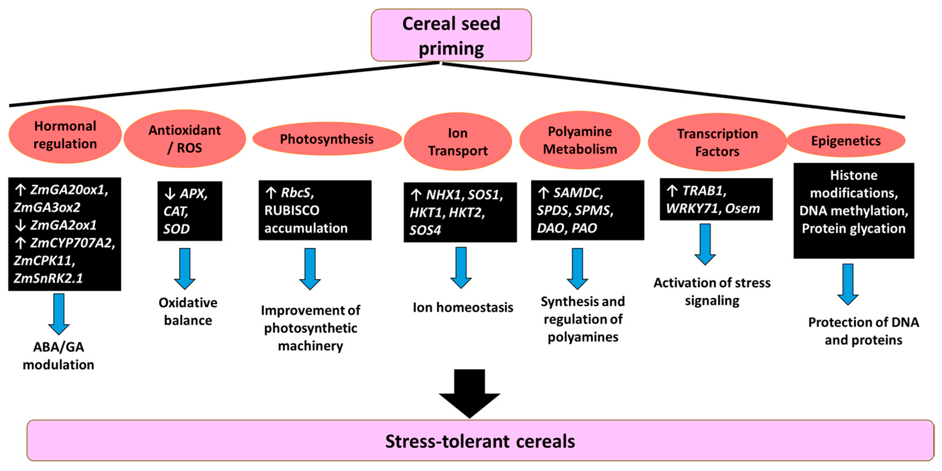 Stresses 05 00039 g002