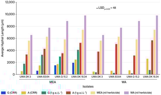 The average length of hyphae (µm) across a 32-day period for Neopseudocercosporella capsellae isolates UWA DK3, UWA 83.64, UWA Q 15.2, and UWA DK 18.34 following atrazine and glyphosate treatments at 1 g a.i. L−1 and the commercial recommended concentration/rate (CRR) of atrazine (10 g a.i. L−1) or glyphosate (7.8 g a.i. L−1) on malt extract agar medium (MEA) and water agar medium (WA). The average was calculated from eight measurements taken at 4-day intervals.