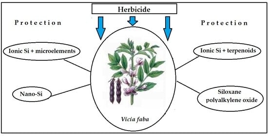 Broad bean leaf appearance.